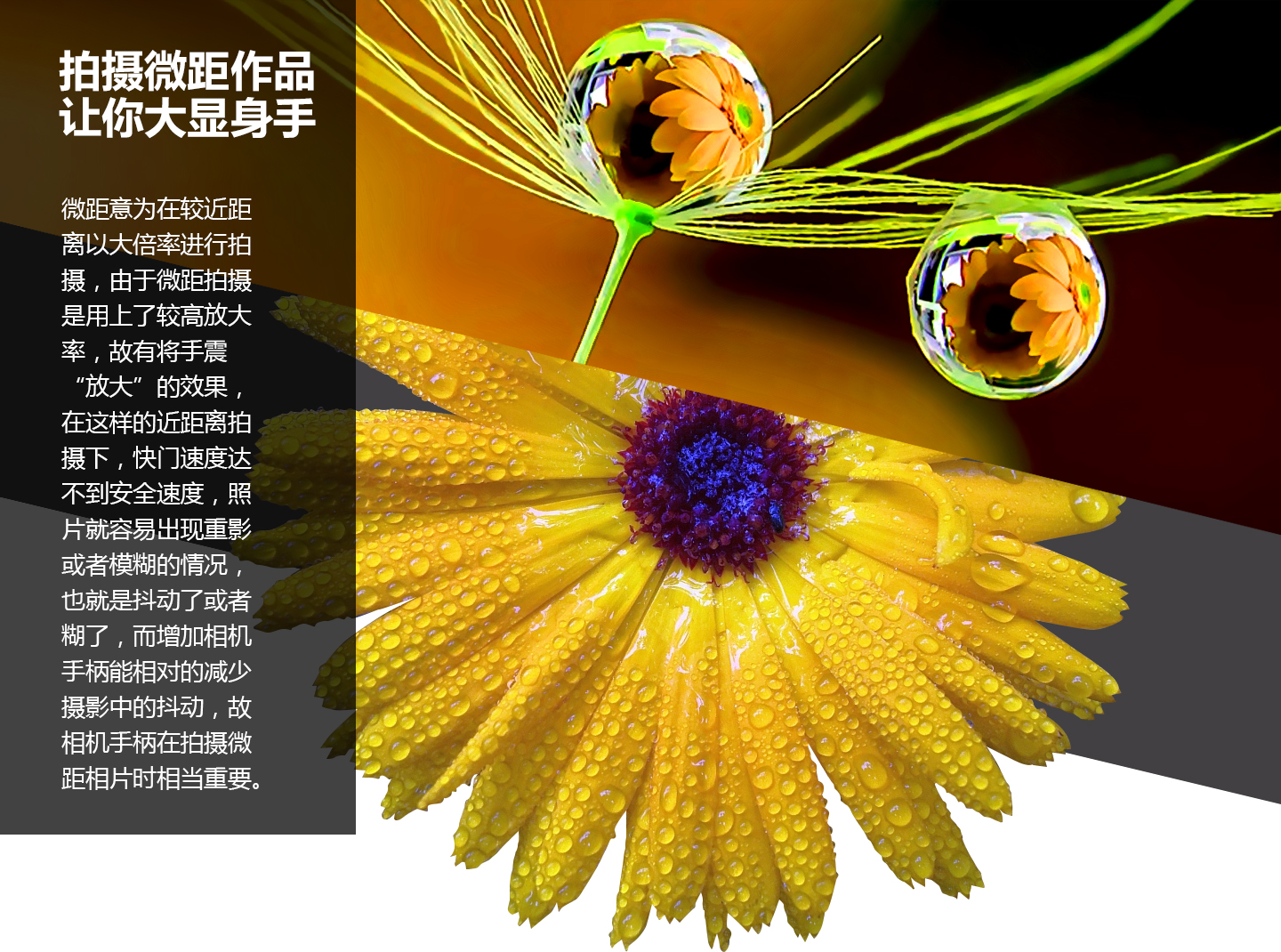 拍摄微距作品大显身手